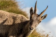 Domenica 20 Agosto 2017 â€“ Corno Stella â€“ C.ma di Valcervia- FOTOGALLERY